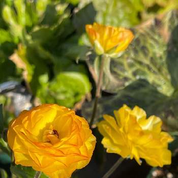 アルテルナンテラ アルテミスの投稿画像一覧 Greensnap グリーンスナップ