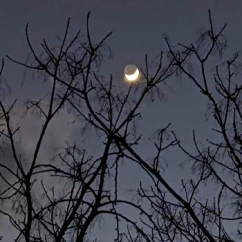 センダン✽の画像 by 秋草さん | 広い庭とセンダンと夜空を眺める会とセンダン✽と空✽と月✽