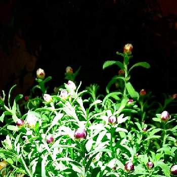 夜の一枚の画像 by ケサランパサランさん | 窓辺と花かんざしとつ・ぼ・みとよるとおうち園芸と鉢植えと花のある暮らしと白い花と窓辺の癒しとハナカンザシ♡と夜の一枚と照明と植物