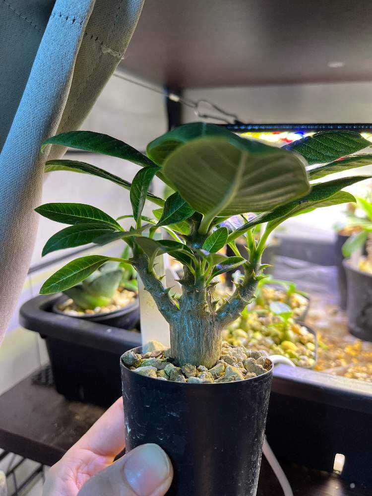 21/05/25播種 ウィンゾリー実生 更新するかも…｜🍀GreenSnap（グリーン