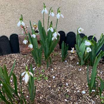 不思議の国のアリスの投稿画像一覧 Greensnap グリーンスナップ