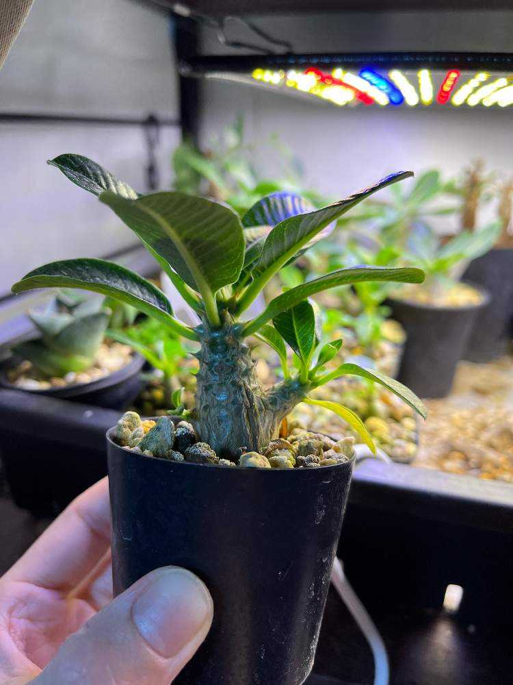 21/05/25播種 ウィンゾリー実生 更新するかも…｜🍀GreenSnap（グリーン