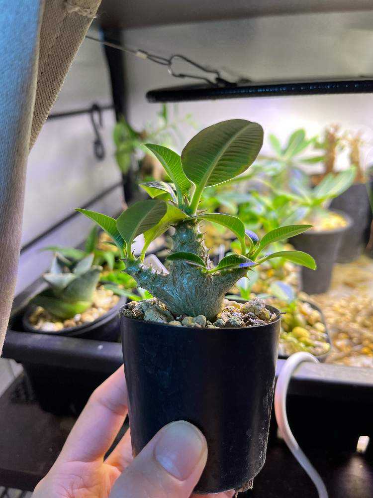 21/05/25播種 ウィンゾリー実生 更新するかも…｜🍀GreenSnap（グリーン