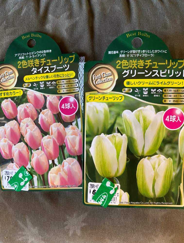 希少【冷蔵】チューリップ 原種系『アニカ』地植えも水耕栽培も長持ち咲きで綺麗♪ 希少【冷蔵】チューリップ 原種系『アニカ』3球 地植えも水耕