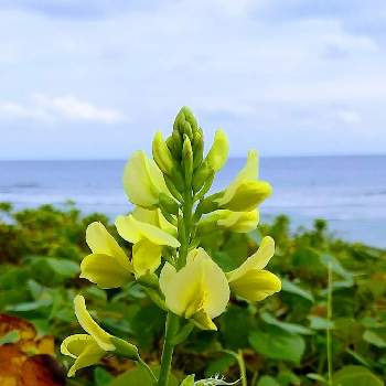 センダイハギの投稿画像一覧 Greensnap グリーンスナップ