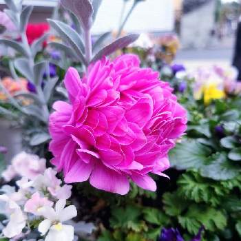 大きい花の画像 by ちさとさん | 大きい花とピンク！ピンク！ピンク！と組み合わせと寄せ植えとアネモネ 八重と美しい♡とはなのある暮らしと寄植えときれいな色とアネモネオーロラ。と色あざやか