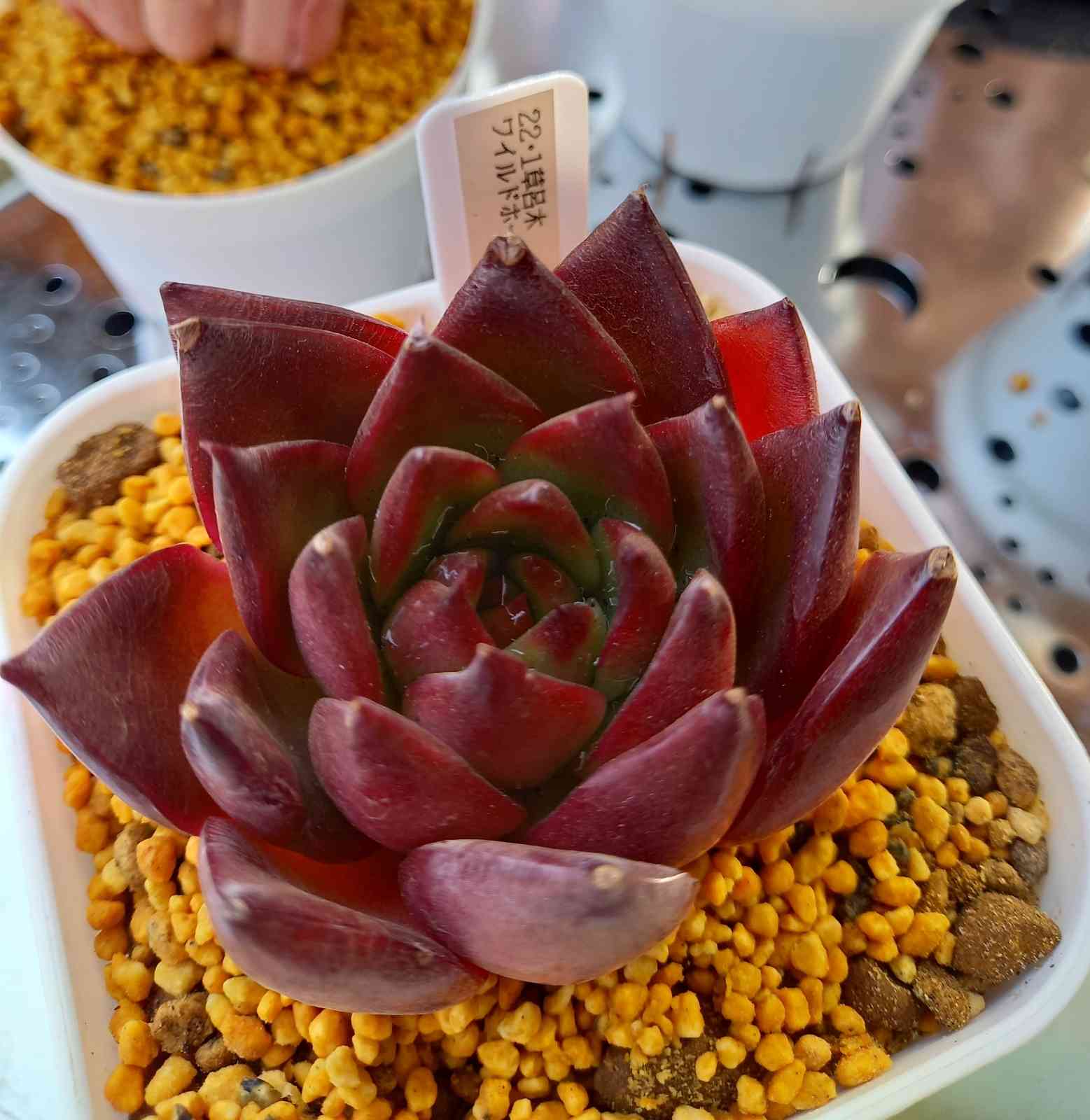 1644018901181_736658_20220205_