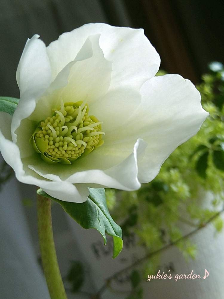 玄関の投稿画像 By ｙｕｋｉさん 白い花と癒しと花のある暮らしと白い花が好きと白い花と癒しと花のある暮らしと白い花が好き 22月2月5日 Greensnap グリーンスナップ Greensnap グリーンスナップ