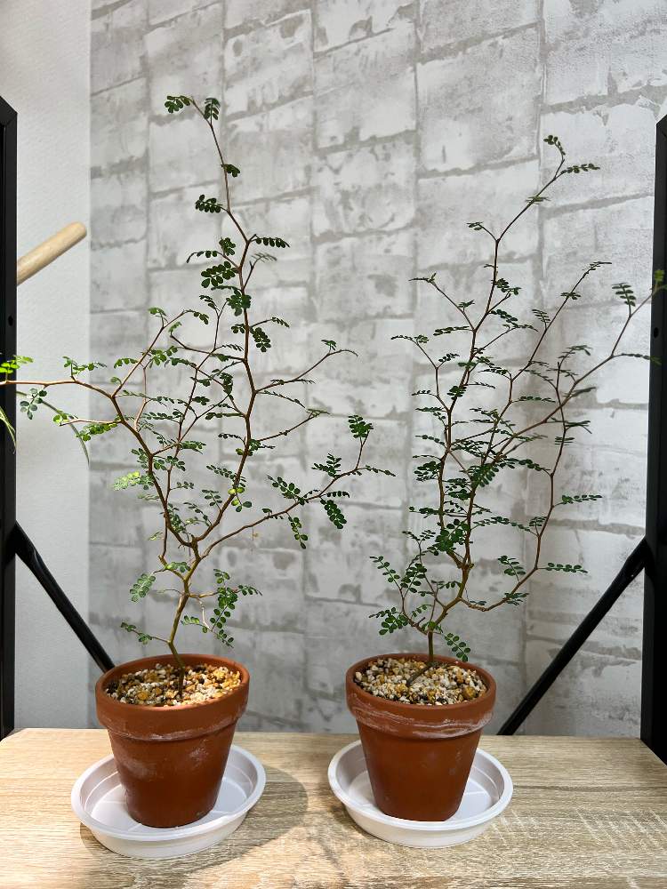 ソフォラリトルベイビー Greensnap グリーンスナップ