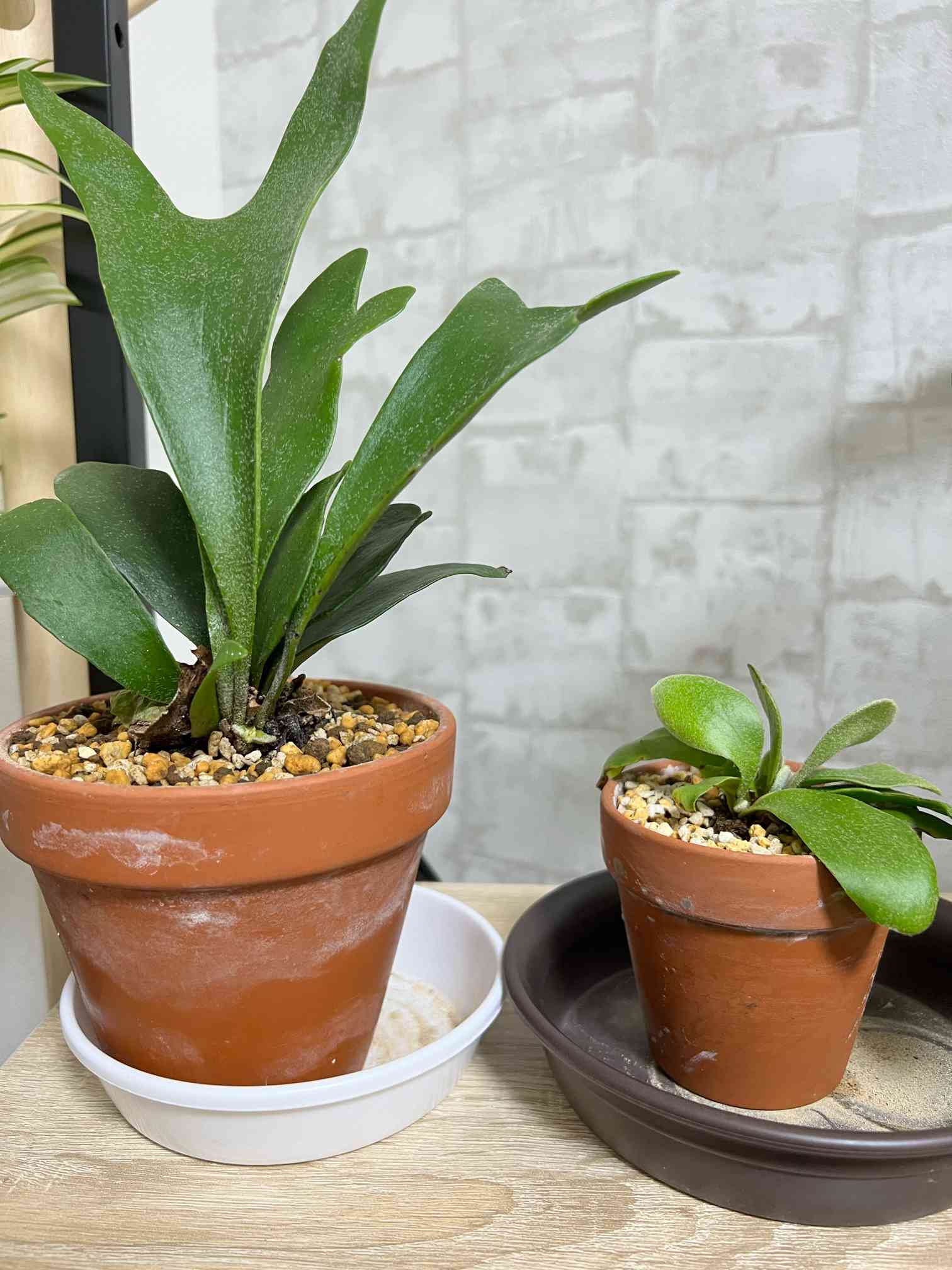 Gen　ビカクシダ 1644025914659_157941_photo.jpg