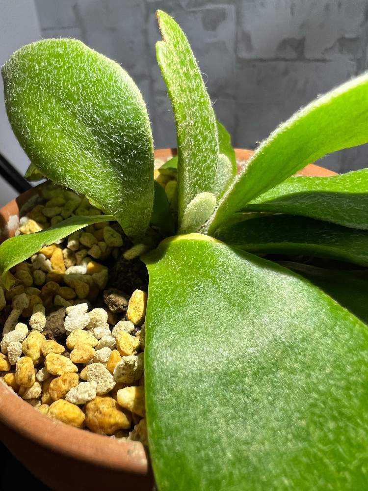 ビカクシダ プラティセリウムネザーランド｜🍀GreenSnap（グリーン