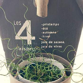 クルクルの画像 by サボさんさん | ラセンイと観葉植物とクルクルとグリーンのある暮らしと植物のある暮らし