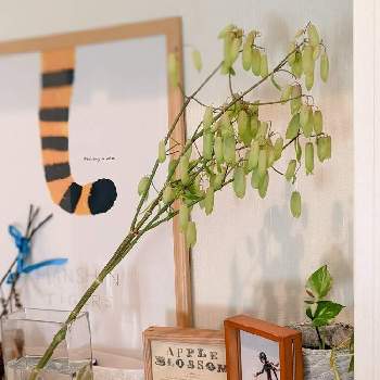 玄関飾りの投稿画像一覧 Greensnap グリーンスナップ