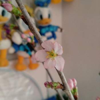 切り枝の画像 by あきぃーぬさん | 部屋と啓翁桜と切り枝