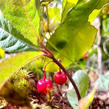 かわいい実の画像 by のんさん | 広い庭とヤブコウジの実とヤブコウジと#スギゴケとヤブコウジの赤い実と赤い実とヤブコウジ❇︎とマンリョウの実とかわいい実