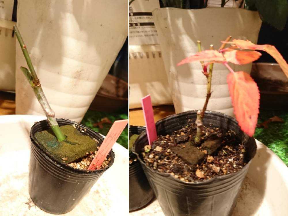 切花品種バラ接木開花苗 morinouen-store_19baraimaikn30