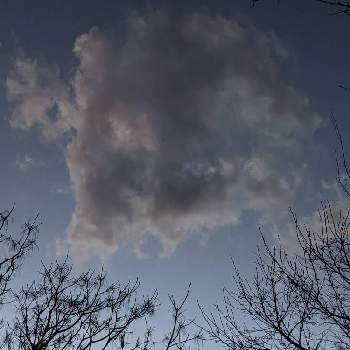 センダン✽の画像 by 秋草さん | 広い庭とセンダンとセンダン✽と月✽と雲仲間と空✽とアート雲☁️