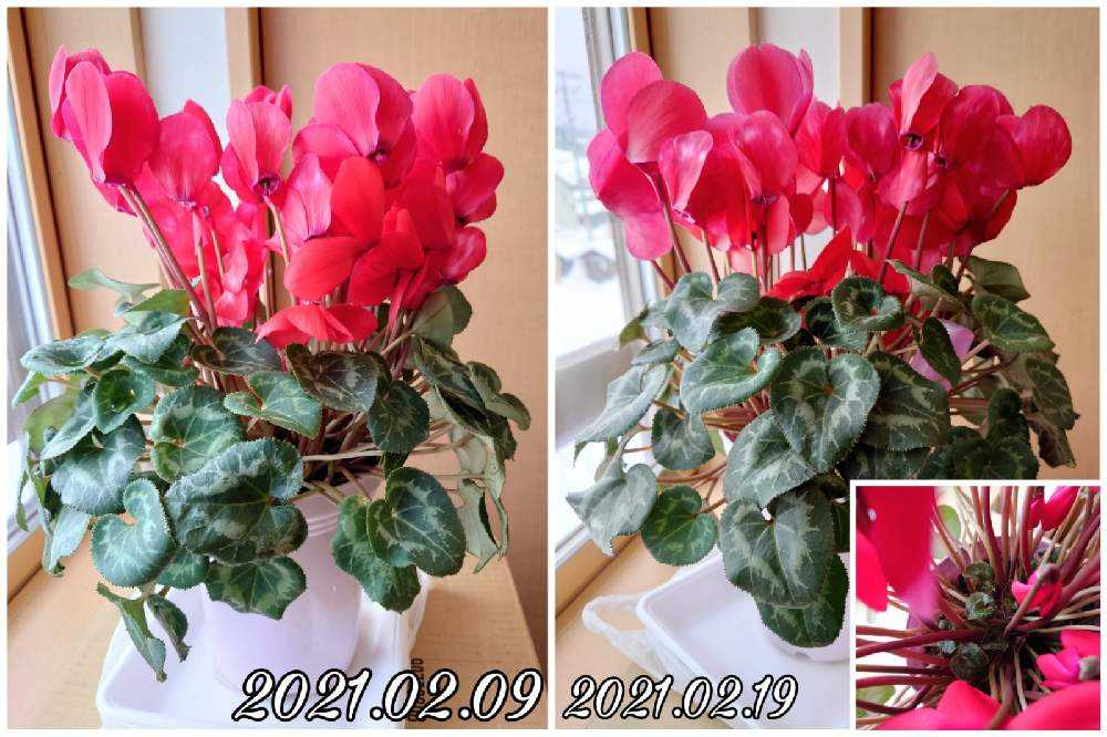 思い入れのあるシクラメン 長生きしてね Greensnap グリーンスナップ