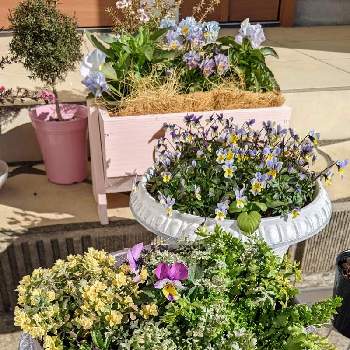 リムナンテスの投稿画像一覧 Greensnap グリーンスナップ