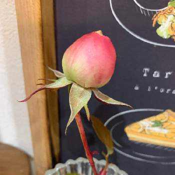 バラの蕾の投稿画像一覧 Greensnap グリーンスナップ