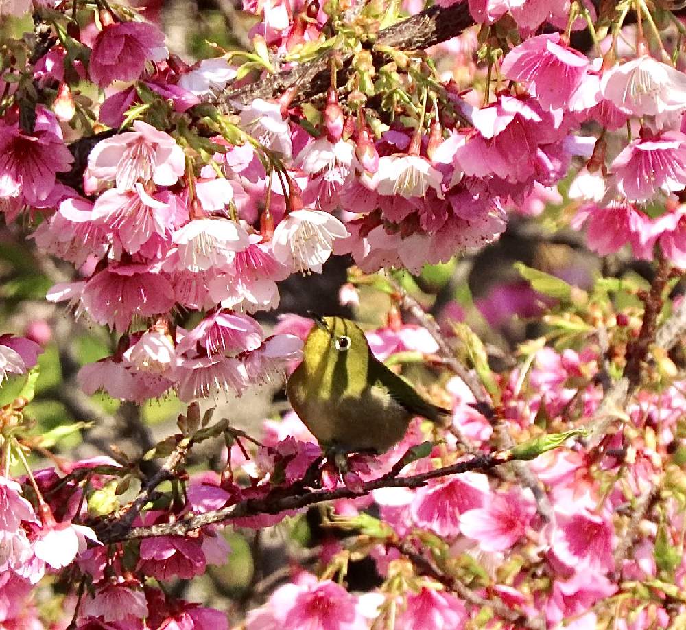 カワヅザクラ 河津桜 の投稿画像 By 花と虫と風と空とさん メジロの胸に桜の影と鳥のいる風景と里山大好き協会と花と小鳥と多様性を愛する会と鳥のいる風景と里山大好き協会と花と小鳥と多様性を愛する会 22月2月5日 Greensnap グリーンスナップ Greensnap