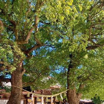御神木の画像 by fumiさん | クスと２０２０年５月同期と暮らしに癒しをと明治神宮とパワースポットと緑のある風景と青空と御神木