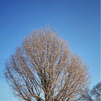巨樹の画像 by kikuchixさん | 大銀杏と巨樹と イチョウの木と銀杏のたらちねとご近所