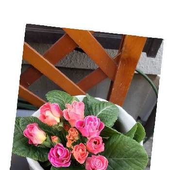 可愛いらしいお花の画像 by はねこさん | 小さな庭と胸キュンと花のある生活を楽しむと大切にお世話します(๑˃̵ᴗ˂̵)وとピンクのお花と花のある暮らしと可愛いらしいお花