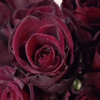 バラ ブラックバッカラの投稿画像一覧 Greensnap グリーンスナップ