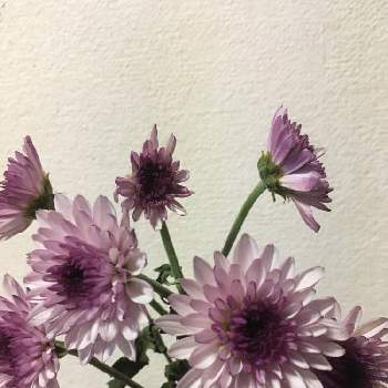 スプレー菊の画像 by キキさん | 部屋とスプレー菊と最愛の友へ届けとLife is beautifulと花言葉に心をのせてとめぐり逢と皆んな幸福にと大切な人に…といつも心に太陽をと今この時を切に生きると明日はきっと良い日になると紫の花と気が付けば土曜日と菊の花と旅立ちの日にとピンクのはなとピンクワールドへ ようこそ