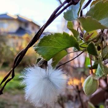 白い綿毛の画像 by ksmzさん | 小さな庭とクレマチス ジングルベルと白い綿毛と果球とたねときれいとおうち園芸とガーデニングとかわいいとかわいいな♡と地植え