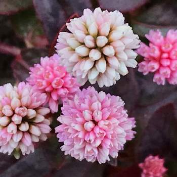 ポリゴナムの画像 by yuriさん | お出かけ先とポリゴナム（ヒメツルソバ）とポリゴナムとピンクのお花とポリゴナム  ヒメツルソバとyuriポリゴナム