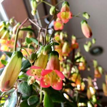 釣鐘型の花の投稿画像一覧 Greensnap グリーンスナップ