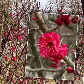 緋色の投稿画像一覧 Greensnap グリーンスナップ