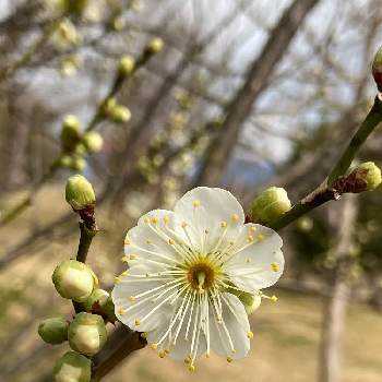 白い梅の花の投稿画像一覧 Greensnap グリーンスナップ