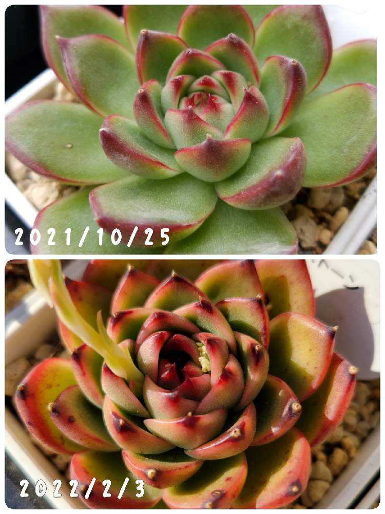 多肉before⇒after(随時更新)｜🍀GreenSnap（グリーンスナップ）