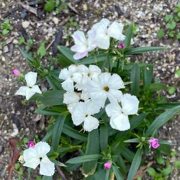 クルクルの画像 by ハニーレイさん | 小さな庭とセキチク❗️とピンクの蕾と白いお花と白い花とピンクの蕾と地植えと寒いとクルクルと冬だけど