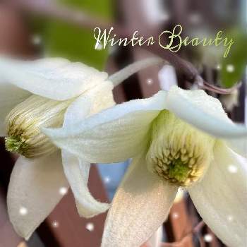 冬咲き クレマチスの画像 by ゆきんこさん | 冬の庭と冬咲き クレマチス