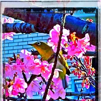 桜の花シリーズ　和堂の画像 by Kazyanさん | 桜の花シリーズ　和堂と㊗️月間MVP賞❣️と㊗️自選:月間MVP賞❣️
