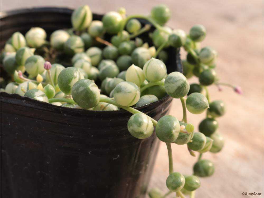 多肉超初心者の斑入りグリーンネックレスの記録｜🍀GreenSnap