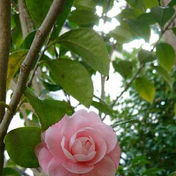 オトメツバキ♡の画像 by yasuchanさん | 小さな庭とオトメツバキ♡と季節を楽しむと植物のある暮らしと和風の庭と花のある暮らしと椿 ツバキ