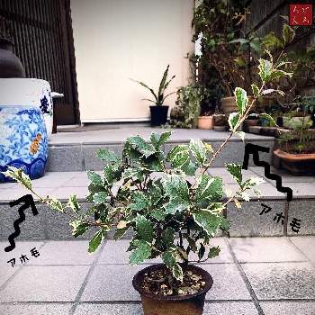 斑入りヒイラギの投稿画像一覧 Greensnap グリーンスナップ