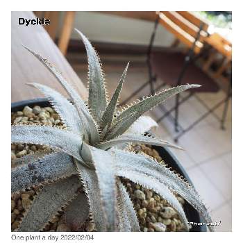 ディッキア ファラオの投稿画像一覧 Greensnap グリーンスナップ