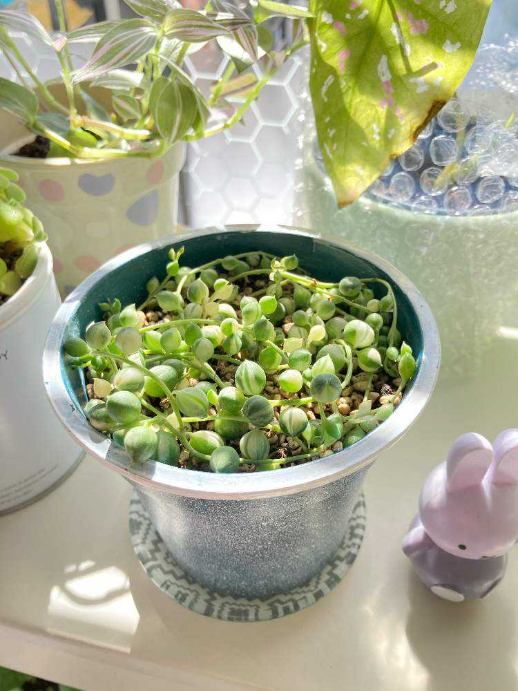 販売開始‼️✳️斑入りグリーンネックレス✳️②ポット 販売開始‼️✳️斑入りグリーンネックレス✳️②ポット