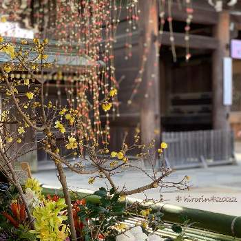 菊の花の画像 by *hirorin*さん | お出かけ先と蝋梅と餅花と北野天満宮と花手水とそうだ京都、行こうと京都と花手水舎と菊の花と蝋梅の花