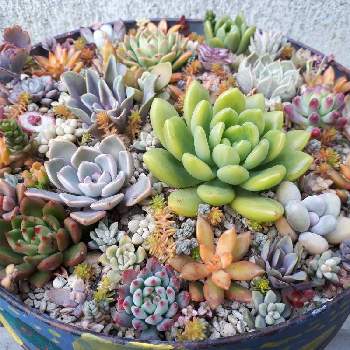 ぽいぽい鉢の画像 by ハルイロさん | 玄関と多肉植物とセダム属と西向きとぽいぽい鉢