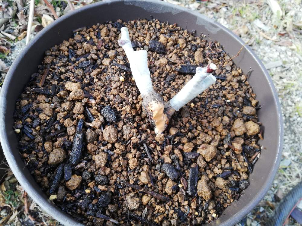 フロレンティーナとレイニーブルーのダブル接木｜🍀GreenSnap