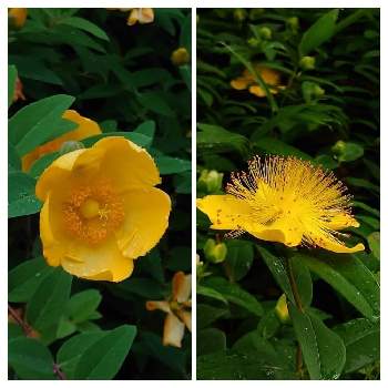 ヒペリカム ヒドコートの投稿画像一覧 Greensnap グリーンスナップ