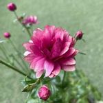 東京花壇の一覧 Greensnap グリーンスナップ