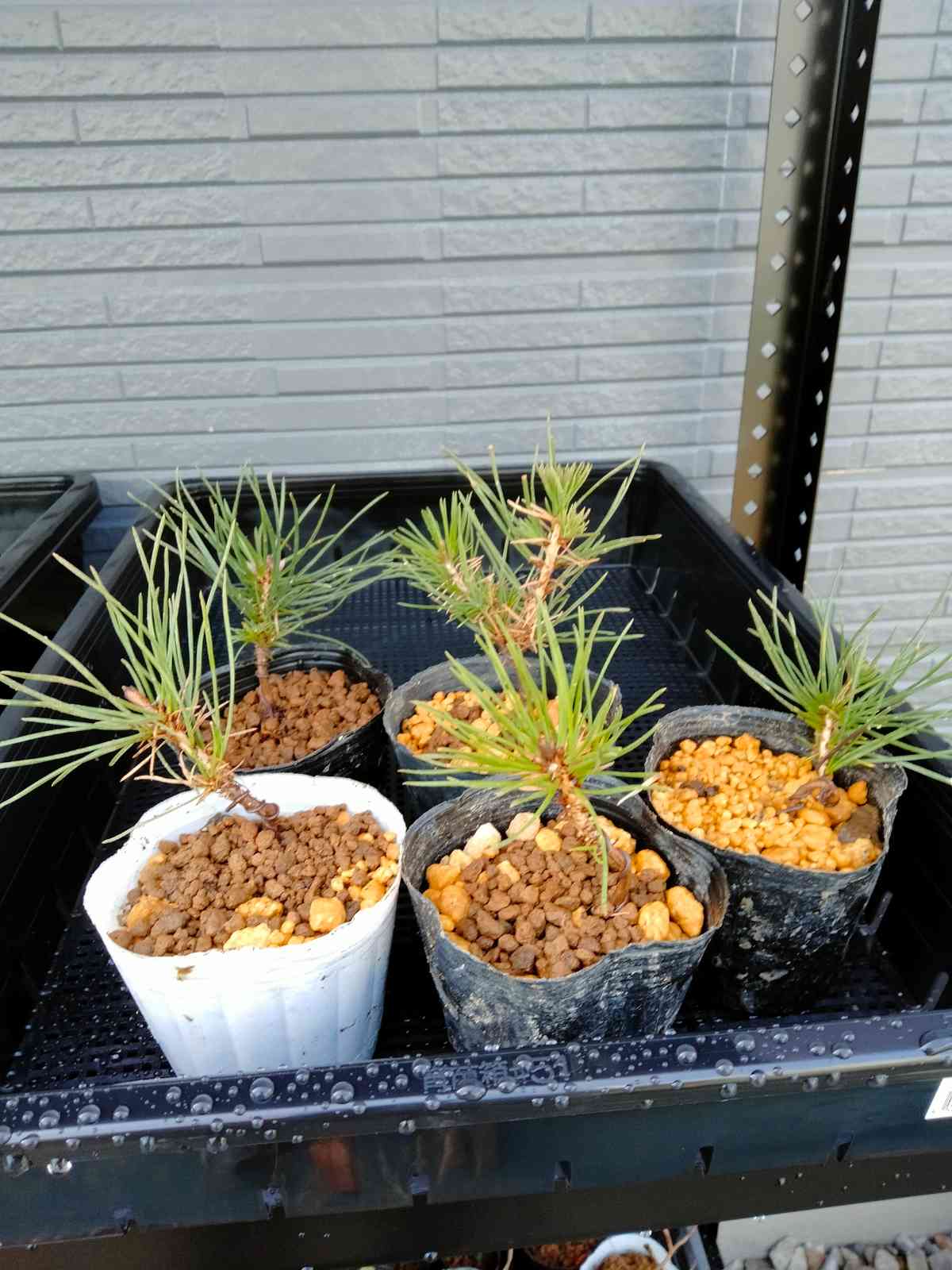 黒松盆栽｜🍀GreenSnap（グリーンスナップ）